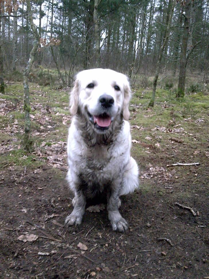 Golden retriever Tulle - Der er altid overraskelser når man er i hundeskoven med Tulle. Gæt hvad det er denne gang ?  : O billede 6