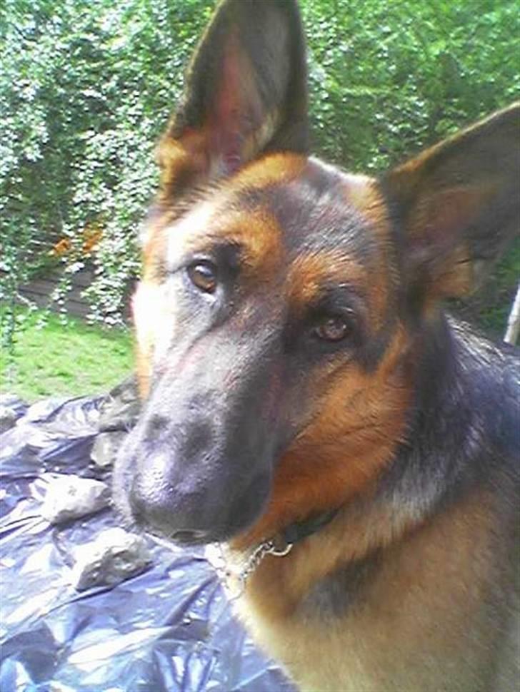 Schæferhund Kira (Har fået fred) - Kira, den skønneste tæve man kan ønske sig! billede 1