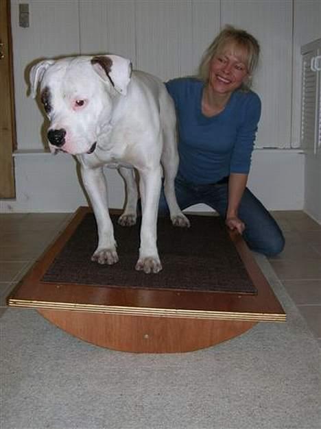 Amerikansk bulldog Ghetto Super Star* R.I.P - hmm billede 2