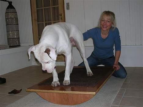 Amerikansk bulldog Ghetto Super Star* R.I.P - oke hvor den  hurtigste flugtvej  billede 3