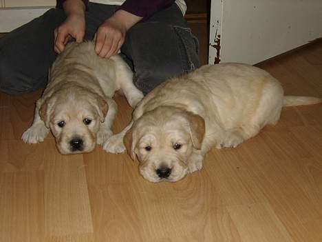 Blanding af racer Freja - Her er vi så, os to frække hundehvalpe billede 16