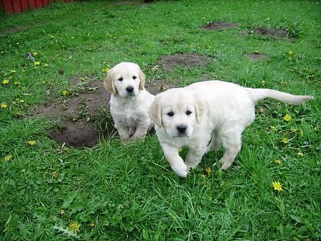 Blanding af racer Freja billede 17