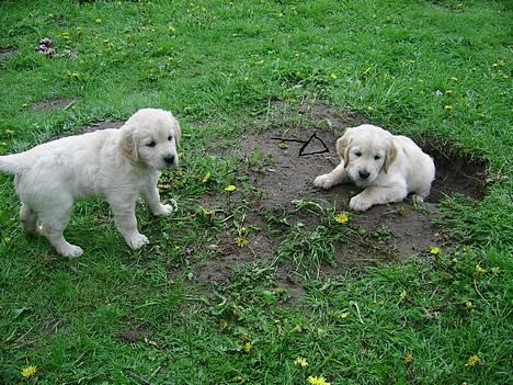 Blanding af racer Freja billede 18