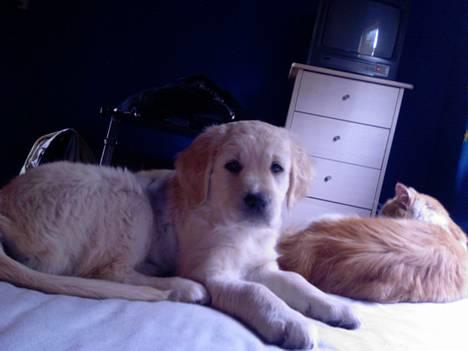 Blanding af racer Freja billede 20