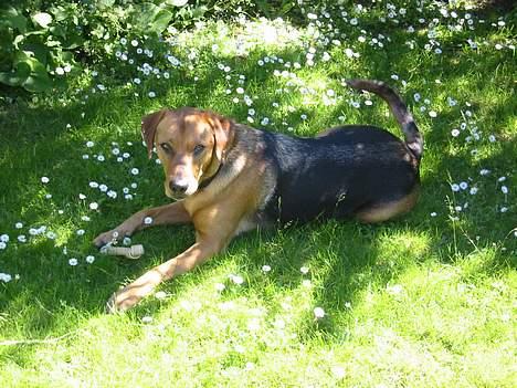 Blanding af racer Ludvig billede 13