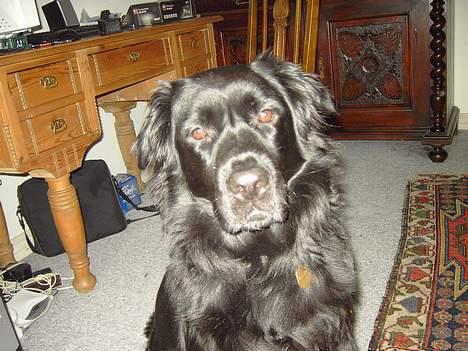 Flat coated retriever Gissa - what tha fuck ? billede 8