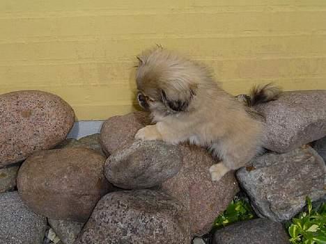 Pekingeser Bølle - Bjerg bestigning på egen sokkel billede 2