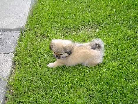 Pekingeser Bølle - Picnic i haven billede 3