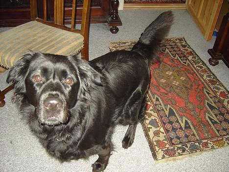 Flat coated retriever Gissa - rolig mor. . jeg sætter mig nu .. billede 9