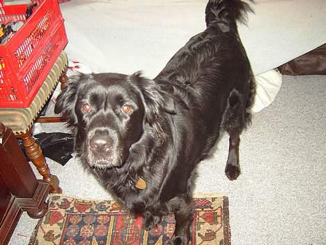 Flat coated retriever Gissa - Go´dag billede 10