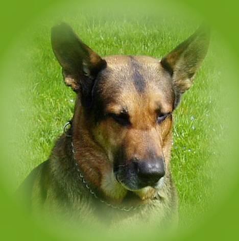 Blanding af racer Cody *DØD* - Hej hej her er jeg!! billede 1