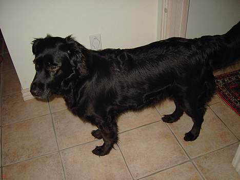 Flat coated retriever Gissa - Shh .. jeg høre noget ..  billede 11
