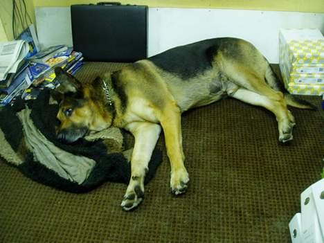 Blanding af racer Cody *DØD* - Blev lige træt billede 2