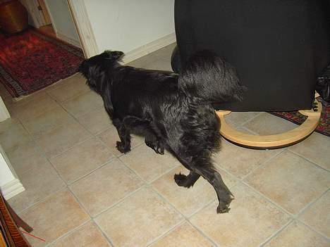 Flat coated retriever Gissa - Farvel :D billede 12