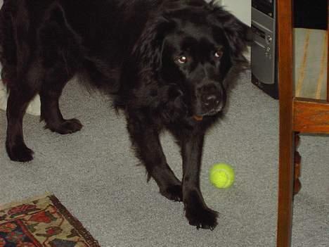 Flat coated retriever Gissa - daaah  billede 13