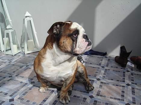 Engelsk bulldog Mojo  * R.I.P. * :´(  billede 7