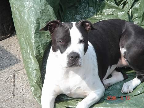 Amerikansk staffordshire terrier Chelsea billede 9