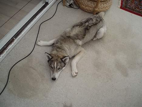 Siberian husky Chiwie - han vil leger hehh ;D billede 1