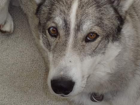 Siberian husky Chiwie - han er faktisk rat foto genisk .. billede 2