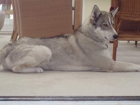Siberian husky Chiwie - så smuk han er .. billede 3