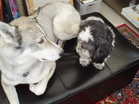 Siberian husky Chiwie - Chiwie & gismo billede 4