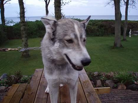 Siberian husky Chiwie - heh billede 5