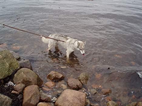 Siberian husky Chiwie - det så dejligt at bade .. billede 6