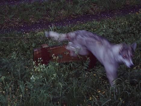 Siberian husky Chiwie - hop billede 7