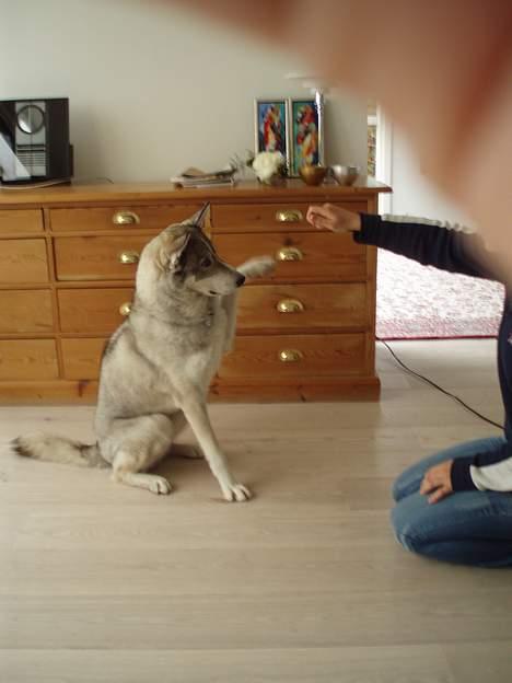 Siberian husky Chiwie - dygtig . billede 8