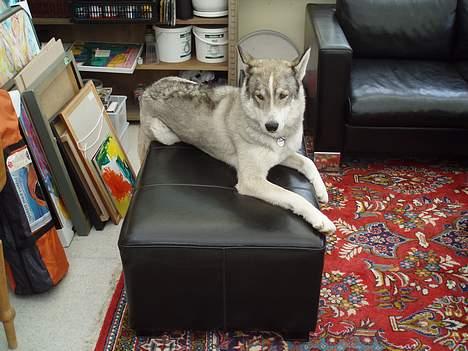 Siberian husky Chiwie - så skal der slappes af d; billede 9