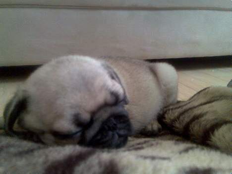 Mops Lajka billede 11