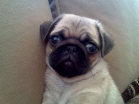 Mops Lajka - close up... er jeg ikke bare skøn???  billede 12