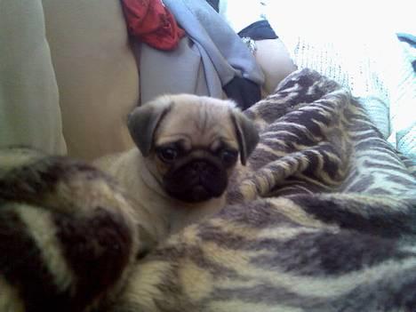 Mops Lajka - sofa hygge... billede 14