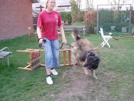 Belgisk hyrdehund Baloo - Mig og Baloo springer i haven. Baloo har spruget over en hæk på 2 meter.  billede 11