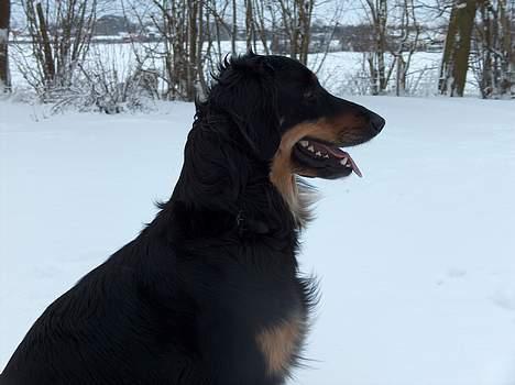 Hovawart X-it - Hov hva er det?? billede 1