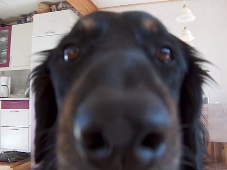 Hovawart X-it - davzzz billede 2