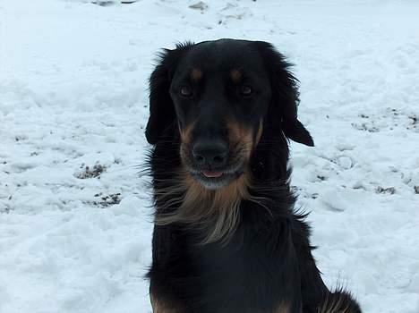 Hovawart X-it - hva er der?? billede 3