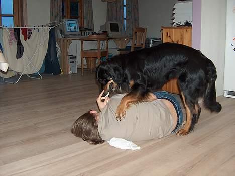 Hovawart X-it - jeppe (min storebror) slåsser med X-it billede 4