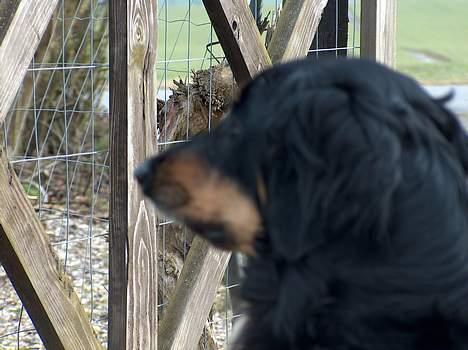 Hovawart X-it - Kommer der nogen?? billede 5