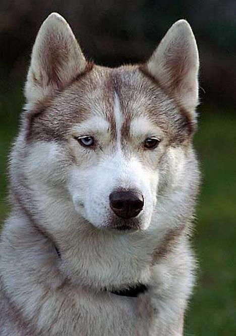 Siberian husky Some'R billede 18