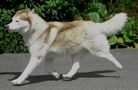 Siberian husky DKCH LP1 "Mira" - NYT - Mira i bevægelse 7 år gammel.... billede 13