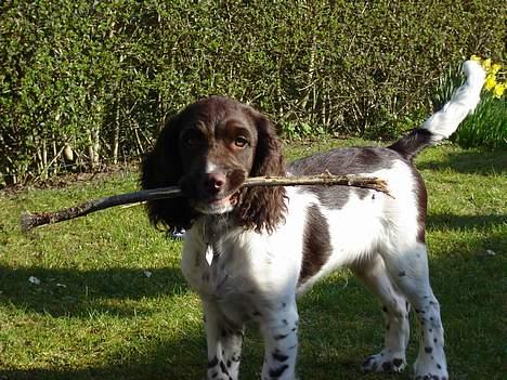 Engelsk springer spaniel Luka billede 1