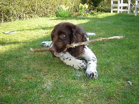 Engelsk springer spaniel Luka billede 2