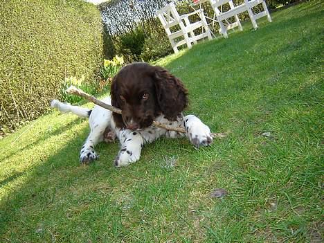 Engelsk springer spaniel Luka billede 3