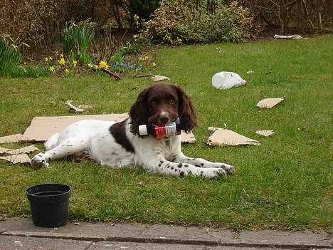 Engelsk springer spaniel Luka billede 4