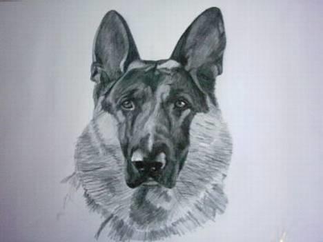 Schæferhund Atlas Flokkenlund - Min stedfar Søren Haugaard har tegnet dette billede at Atlas billede 20