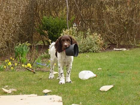 Engelsk springer spaniel Luka billede 5