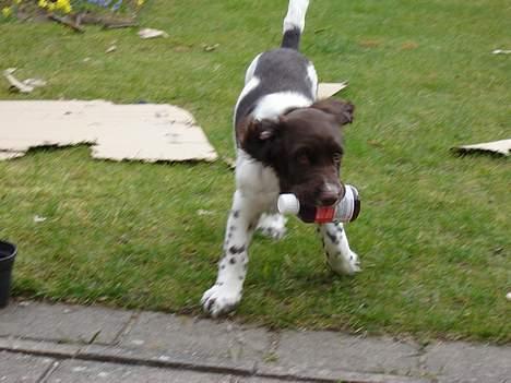 Engelsk springer spaniel Luka billede 7