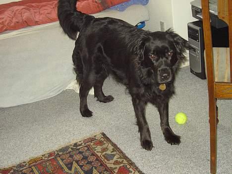 Flat coated retriever Gissa - muhaha billede 14