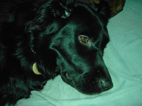 Flat coated retriever Gissa - Go´nat billede 15